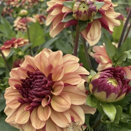 Dahlia Creme de Cognac