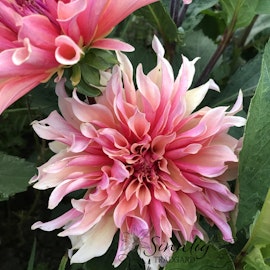 Dahlia Labyrinth