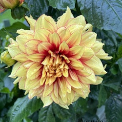 Dahlia Dazzling Magic