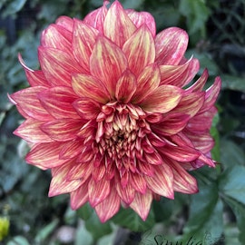 Dahlia Dazzling Magic