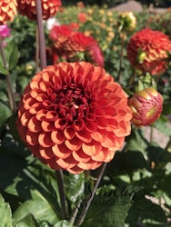 BEUTY