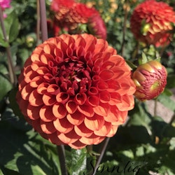 Dahlia Copper Boy