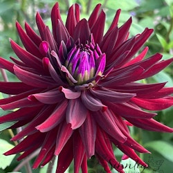 Dahlia Chat Noir