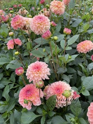 Dahlia Sebastian