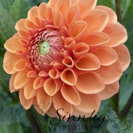 Dahlia Sylvia