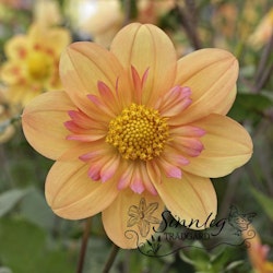 Dahlia Kelsey Annie Joy