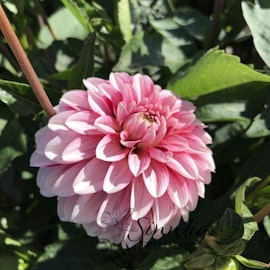 Dahlia Strawberry Cream