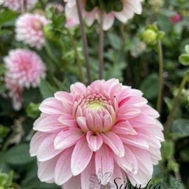 Dahlia Strawberry Cream