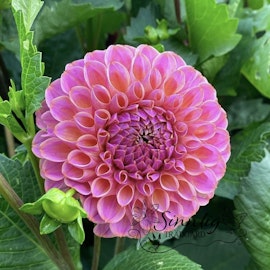 Dahlia Caitlins Joy