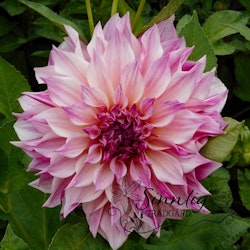 Dahlia  Cafe au Lait Royal