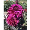 Dahlia Purple Flame