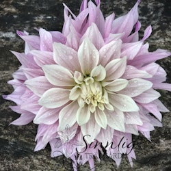 Dahlia Labyrinth Two Tone