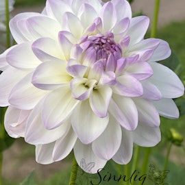 Dahlia Eveline