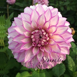 Dahlia Arbatrax