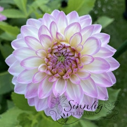 Dahlia Arbatrax