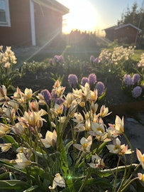 Dvärgtulpan 'Turkestanica'
