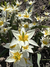 Dvärgtulpan 'Turkestanica'