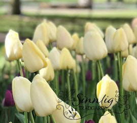 Tulpan 'Ivory Floradale'