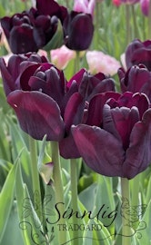Tulpan 'Queen of Night'