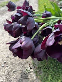 Tulpan 'Queen of Night'