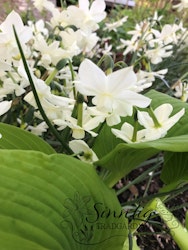 Narciss 'Starlight Sensation'