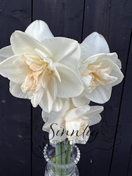 Narciss 'Tender Beauty'