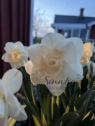 Narciss 'Tender Beauty'