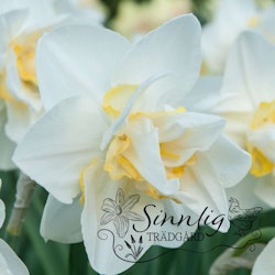 Narciss 'White Lion'
