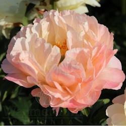 Pion 'Coral Sunset'