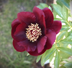 Pion 'Chocolate Soldier'