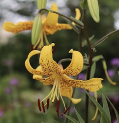 Tigerlilja  'Leichtlinii'