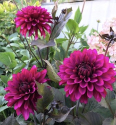 Dahlia Purple Flame