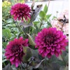 Dahlia Purple Flame