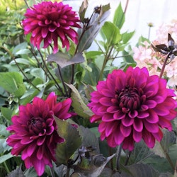 Dahlia Purple Flame