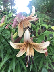 Lilja 'Tiger babies'