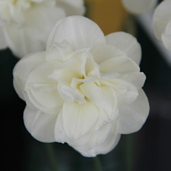 Narciss 'Rose of may'
