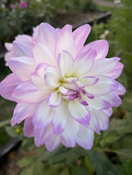 Dahlia Mikayla Miranda