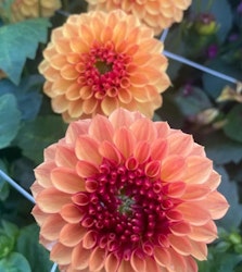 Dahlia Bonanza