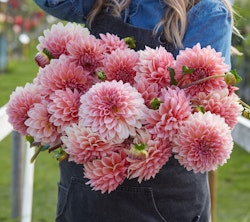 Dahlia Beauty Queen
