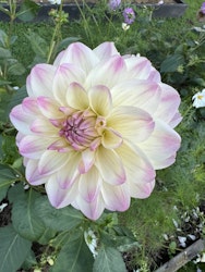 Dahlia Sturm Kika