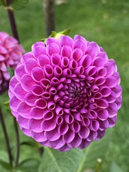 Dahlia Isabel
