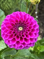Dahlia Candy Time