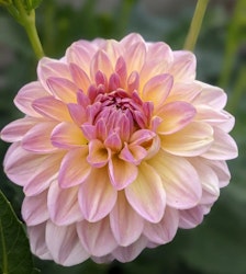 Dahlia Maya