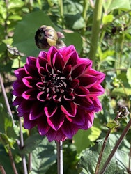 Dahlia Davina Michelle