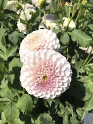Dahlia Pink Silk