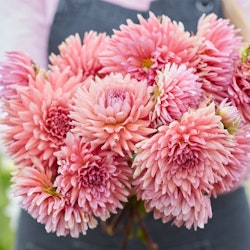 Dahlia Madeleine