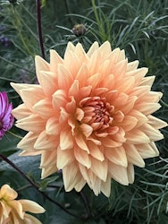 Dahlia Glorie van Noordwijk
