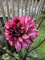 Dahlia Seniors Hope