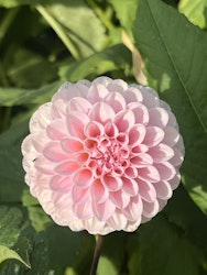 Dahlia White Wizard