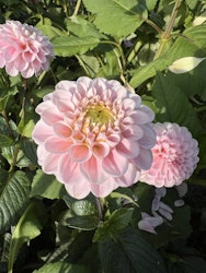 Dahlia White Wizard